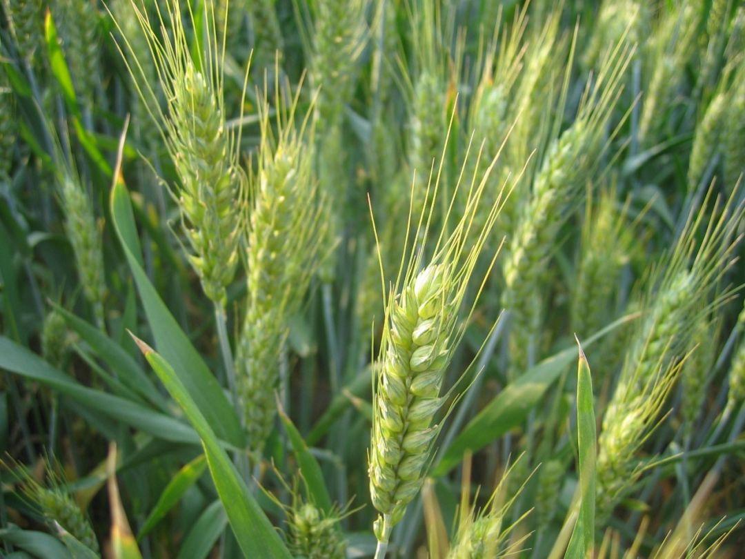 卧式铁壳自锁减速机厂家